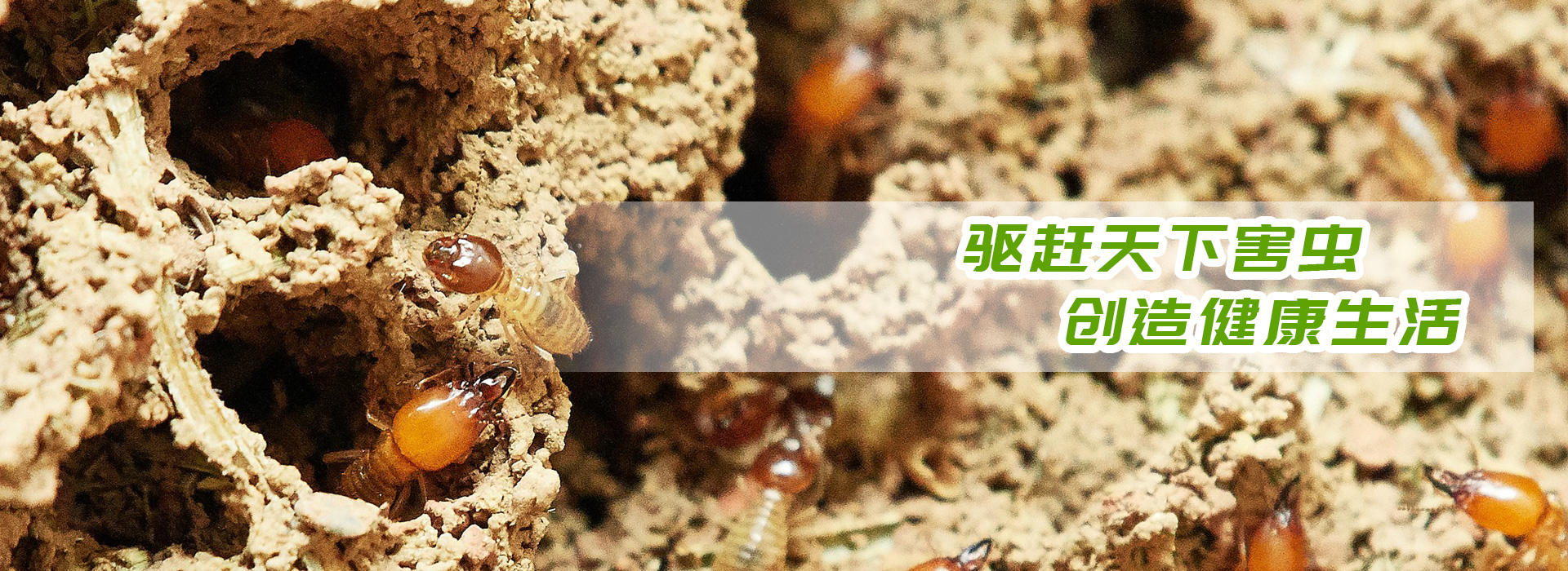 01 防蛇,蟲害消殺,滅鼠,滅白蟻,白蟻防治,四害消殺,白蟻,滅蚊,消毒,紅火蟻,殺蟲